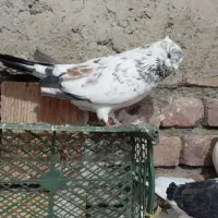 کبوتر رفتنی