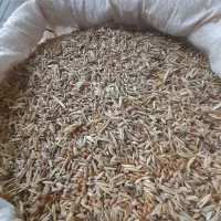 فروش گندم و جو علفی