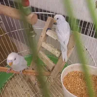 مرغ عشق
