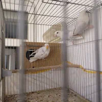 طوطی برزیلی وایت فیس|پرنده|شیراز, محراب|دیوار