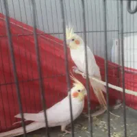 یک جفت عروس هلندی معاوضه باجوجه گرینچیک