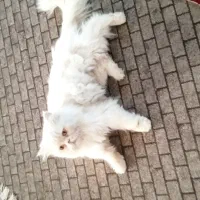 گربه پرشین|گربه|ایلام, |دیوار