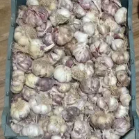 سیر تازه