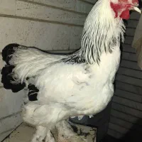 جوجه خروس برهما