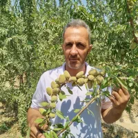 فروش ویژه نهال‌های مثمر و غیر مثمر|خدمات باغبانی و درختکاری|یزد, |دیوار