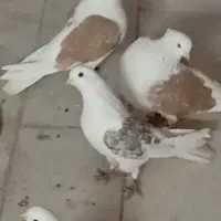 تعداد پرنده برای فروش