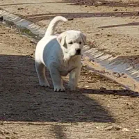 جفت توله عراقی نسل دار|سگ|بناب, |دیوار