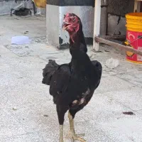 تخم مرغ لاری اصیل