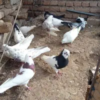 سلام 12عدد طوقی