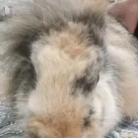 خرگوش لوپ سالم|موش و خرگوش|نیشابور, امام|دیوار