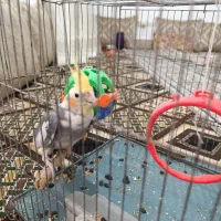 یک عدد عروس هلندی نر|پرنده|برازجان, |دیوار