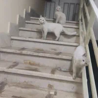 دو عدد گرربه ترکیش وان