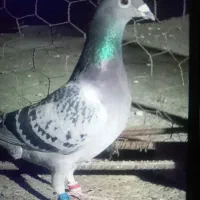 کبوتر آلمانی