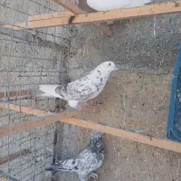 حیوون درجه یک|پرنده|وحیدیه, |دیوار