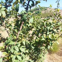 باغ ییلاقی|فروش زمین و ملک کلنگی|فریم, |دیوار