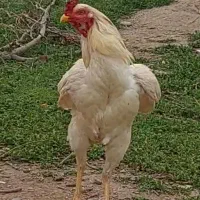 خروس لاری جوان