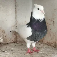 کفتر طوقی . سینه و دم سفید