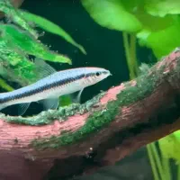 کت فیش سیامی