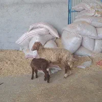 برندیل شکم اول بابره نر