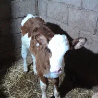 گوساله ماده مونت شرابی|حیوانات مزرعه|رانکوه, |دیوار