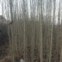 نهال صنوبر|گل و گیاه طبیعی|خوی, |دیوار