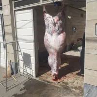 ذبح سلاخ سلاخی گاو گوسفند گوساله قصاب قصابی|خدمات پذیرایی، مراسم|زنجان, |دیوار