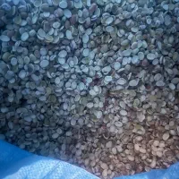 لوبیاسالم ولپه