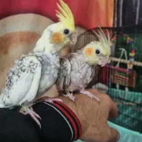 عروس هلندی دونخور فوق العاده رام ودستی