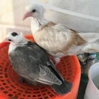 کله سفید کاکل کلاغ هفترنگ