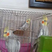 عروس هلندی
