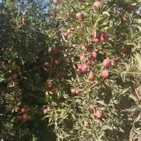 قیمت پایی معامله