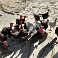 بوقلمون ماده