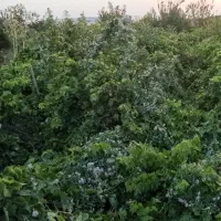 باغ مهروس 1000فروشی