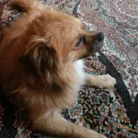 فروش سگ پامرانین نژاد پیکنوا|سگ|فردیس, قریشی|دیوار