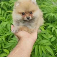 پامرانین خرسی عروسکی سایز ریز|سگ|گرگان, |دیوار