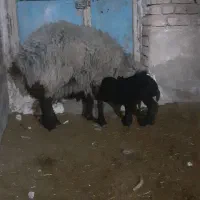 میش آبستن سنگین و بره دار