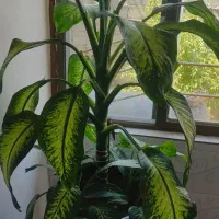 گل دیفن|گل و گیاه طبیعی|بانه, |دیوار