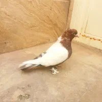 سیم دوم قهوه ا یی