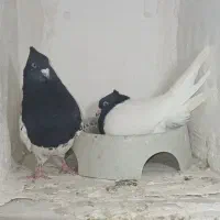کله و سینه|پرنده|مشهد, منزل آباد|دیوار