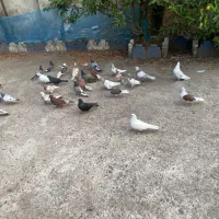 کبوتر تیرماهی