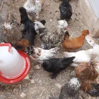 جوجه و مرغ و خروس سلطان|حیوانات مزرعه|قم, سراجه (۱۵ خرداد)|دیوار