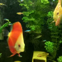 تعدادی ماهی تترا و رازبورا و دیسکس