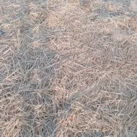 کاه یاسفال جو|خدمات باغبانی و درختکاری|خلیل آباد, |دیوار