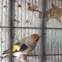 سهره کرمونی نر ب شرط|پرنده|برخوار, |دیوار