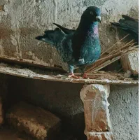 یک عدد کبوتر به فروش می رسد قیمت خلاصش 150