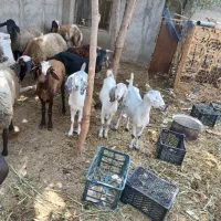 گوسفند میش بز