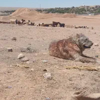 سگ گله|حیوانات مزرعه|مشهد, تبادکان|دیوار