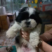 یک عددتوله نر شیتزومالتیز عروسکی|سگ|رشت, تازه آباد|دیوار