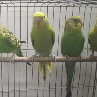 مرغ عشق دستی