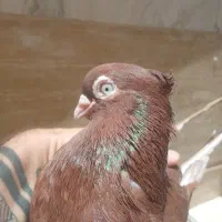 صرب اتریش اصل